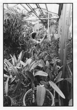 Glass greenhouse filled with various plants and an individual examing a plant up close